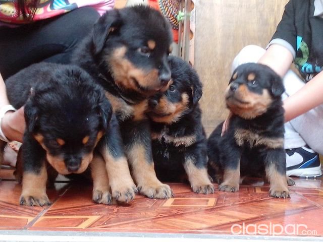 EL MAS PURO Y CORPULENTO CACHORRO ROTTWEILER | Clasipar Perros - Gatos - EL MAS PURO Y CORPULENTO CACHORRO ROTTWEILER