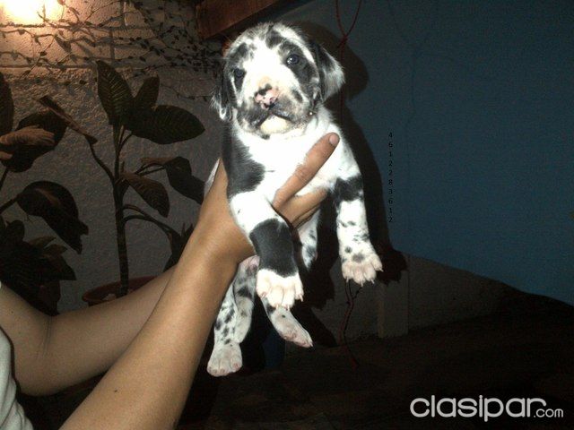CACHORROS GRAN DANES BELLEZA, DE RAZA PURA | Clasipar Perros - Gatos - CACHORROS GRAN DANES BELLEZA, DE RAZA PURA