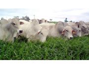 VENTA DE CAMPOS AGRICOLAS Y GANADEROS EN PARAGUAY VENTA DE CAMPOS AGRICOLAS Y GANADEROS EN PARAGUAY