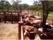 VENDO CAMPO EN POZO HONDO DE 5.000 HECTAREAS - OFERTA! 330$ por Ha. VENDO CAMPO EN POZO HONDO DE 5.000 HECTAREAS - OFERTA! 330$ por Ha.