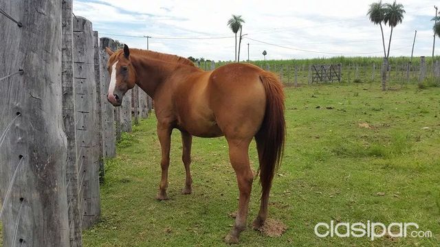 Vendo Caballos Montados | Clasipar Varios hobbies - Vendo Caballos Montados