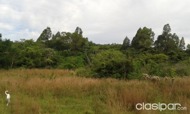 5 HECTAREAS....50.000 M2.... EN YPANE....A 1.000 METROS DEL CENTRO...UNA RESERVA ECOLOGICA...A TAN POCO KM DE ASUNCION | Clasipar Terrenos - 5 HECTAREAS....50.000 M2.... EN YPANE....A 1.000 METROS DEL CENTRO...UNA RESERVA ECOLOGICA...A TAN POCO KM DE ASUNCION