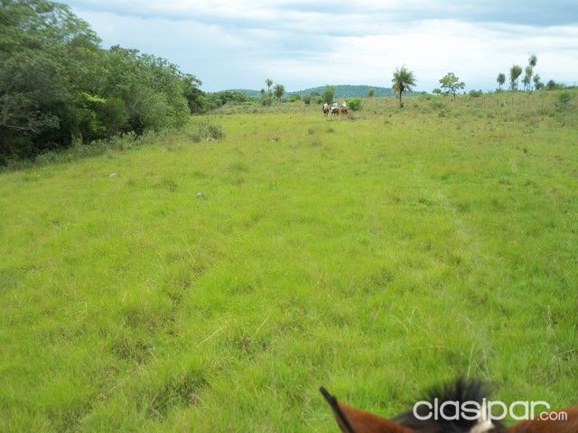 PARAGUARI - CAAPUCU A 2 KMS DEL ASFALTO VENDO 470 HAS Y O 940 HAS DE TERRENO | Clasipar Propiedades rurales - PARAGUARI - CAAPUCU A 2 KMS DEL ASFALTO VENDO 470 HAS Y O 940 HAS DE TERRENO