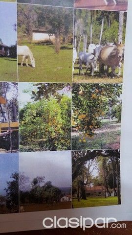 VENDO ESTANCIA/ CAMPO SOBRE ASFALTO / 162 HA/ CARAPEGUA | Clasipar Propiedades rurales - VENDO ESTANCIA/ CAMPO SOBRE ASFALTO / 162 HA/ CARAPEGUA