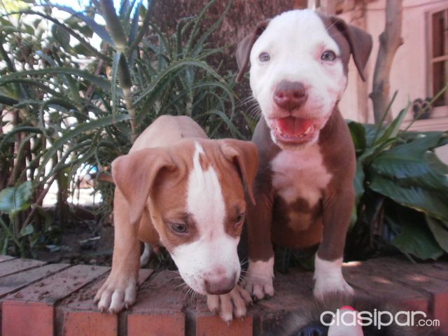 PRECIOSOS CACHORROS PITBULL | Clasipar Perros - Gatos - PRECIOSOS CACHORROS PITBULL