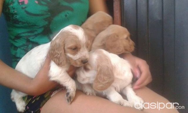 COCKER DISPONIBLES IDEALES PARA LA FAMILIA Y LOS NIÑOS | Clasipar Perros - Gatos - COCKER DISPONIBLES IDEALES PARA LA FAMILIA Y LOS NIÑOS