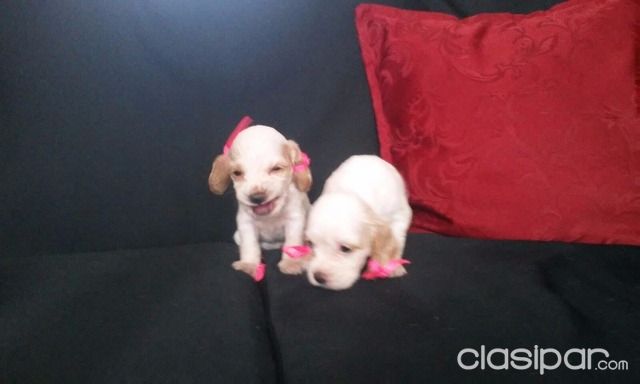 COCKER BLANCOS , DE 40 DIAS | Clasipar Perros - Gatos - COCKER BLANCOS , DE 40 DIAS