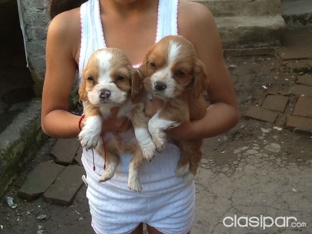 Cachorritos cocker listos para ir a sus nuevos hogares | Clasipar Perros - Gatos - Cachorritos cocker listos para ir a sus nuevos hogares