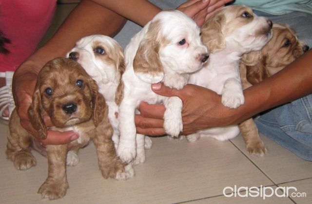 YA NO PIERDA MAS TIEMPO NI DINERO LOS MAS BONITOS Y PUROS CACHORROS COCKER ESTAN AQUI!!! | Clasipar Perros - Gatos - YA NO PIERDA MAS TIEMPO NI DINERO LOS MAS BONITOS Y PUROS CACHORROS COCKER ESTAN AQUI!!!