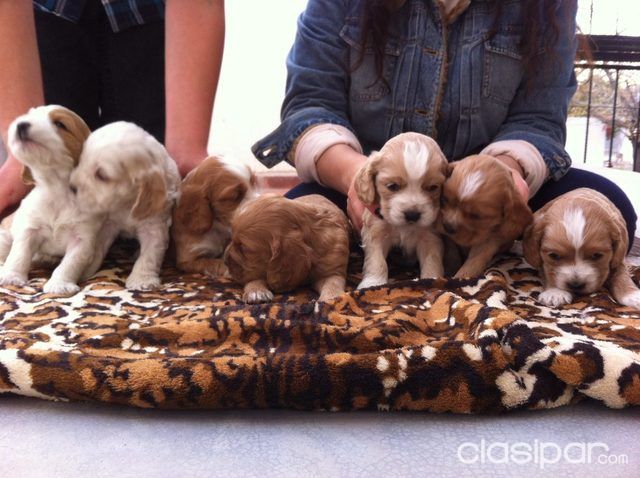 CACHORROS COCKER EN VARIOS COLORES | Clasipar Perros - Gatos - CACHORROS COCKER EN VARIOS COLORES