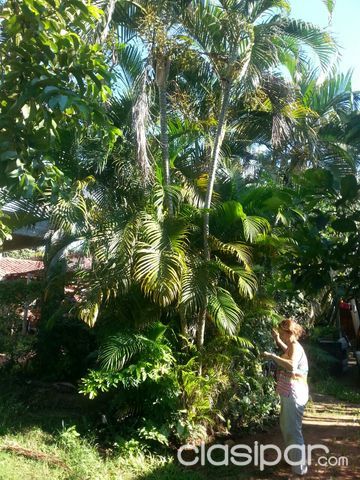 OFERTA - VENDO PALMERAS | Clasipar Otros en hogar, muebles y jardín - OFERTA - VENDO PALMERAS