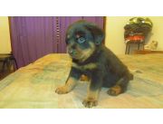 Cachorros rottweiler - rotweiler de excelencia disponibles Cachorros rottweiler - rotweiler de excelencia disponibles