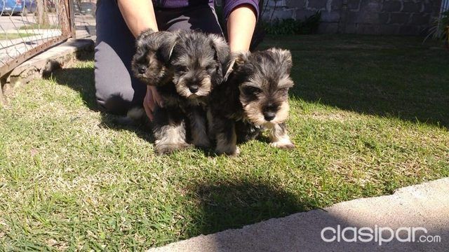 SCHNAUZER SAL Y PIMIENTA CACHORROS DE 50 DIAS | Clasipar Perros - Gatos - SCHNAUZER SAL Y PIMIENTA CACHORROS DE 50 DIAS