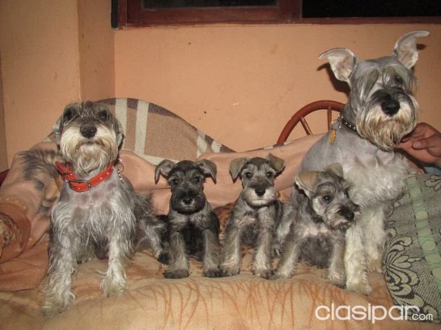 Cachorros super puros schnauzer | Clasipar Perros - Gatos - Cachorros super puros schnauzer