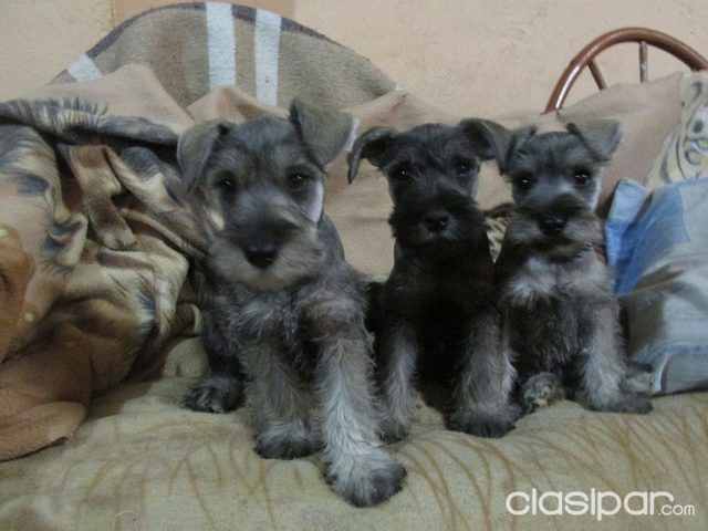 SCHNAUZER PUPPIES LOS MAS BONITOS DEL PAIS | Clasipar Perros - Gatos - SCHNAUZER PUPPIES LOS MAS BONITOS DEL PAIS