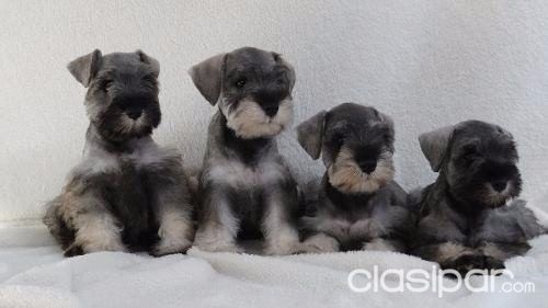 Hermosos cachorros schnauzer sal y pimienta de 2 meses | Clasipar Perros - Gatos - Hermosos cachorros schnauzer sal y pimienta de 2 meses