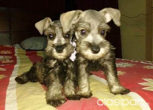 BONITOS CACHORROS SCHNAUZER IDEALES PARA LA FAMILIA | Clasipar Perros - Gatos - BONITOS CACHORROS SCHNAUZER IDEALES PARA LA FAMILIA