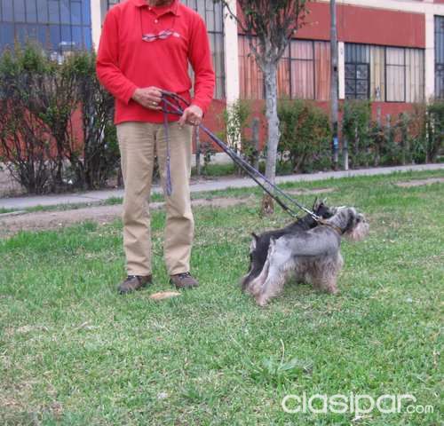 Los mas preciosos y puros cachorros schnauzer | Clasipar Perros - Gatos - Los mas preciosos y puros cachorros schnauzer