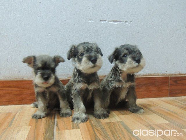 DISPONIBLES CACHORROS SCHNAUZER PUROS | Clasipar Perros - Gatos - DISPONIBLES CACHORROS SCHNAUZER PUROS