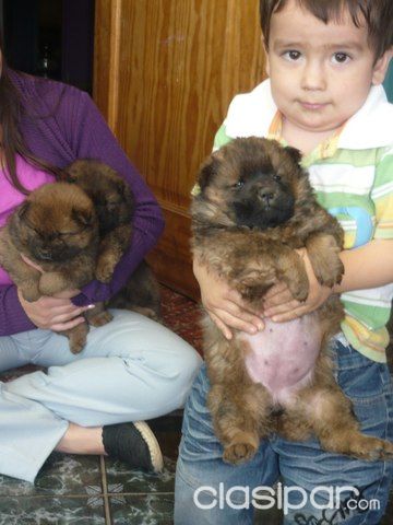 CACHORROS CHOW CHOW... LENGUA LILA | Clasipar Perros - Gatos - CACHORROS CHOW CHOW... LENGUA LILA