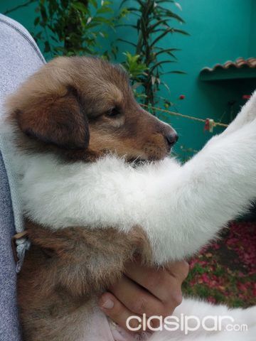 CACHORROS COLLIE LASSIE | Clasipar Perros - Gatos - CACHORROS COLLIE LASSIE