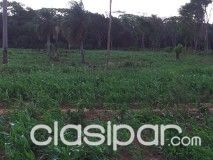 CANINDEYU (S/ RIO CURUGUATY): IDEAL P/ CULTIVO - 2.341 HA | Clasipar Propiedades rurales - CANINDEYU (S/ RIO CURUGUATY): IDEAL P/ CULTIVO - 2.341 HA