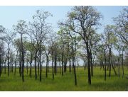 CAMPO EN BAHIA NEGRA ALTO PARAGUAY 12.100 HECTAREAS - OFERTA! CAMPO EN BAHIA NEGRA ALTO PARAGUAY 12.100 HECTAREAS - OFERTA!