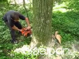 Motosierrista Hacemos poda, tala, etc | Clasipar Otros Servicios - Motosierrista Hacemos poda, tala, etc