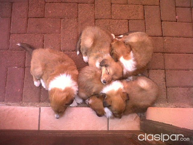 Cachorritos collie - lassie - collies preciosos super puros | Clasipar Perros - Gatos - Cachorritos collie - lassie - collies preciosos super puros