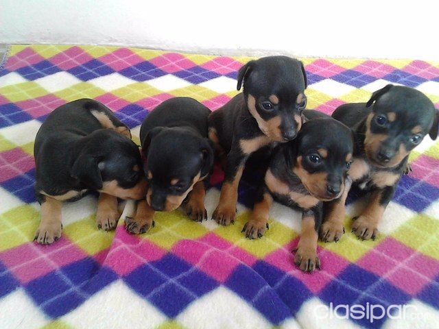 Los mas bellos cachorros pinscher- pincher | Clasipar Perros - Gatos - Los mas bellos cachorros pinscher- pincher