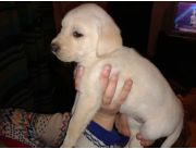 CACHORRITOS LABRADOR CREMITAS , HAGA SUS PEDIDOS YA CACHORRITOS LABRADOR CREMITAS , HAGA SUS PEDIDOS YA