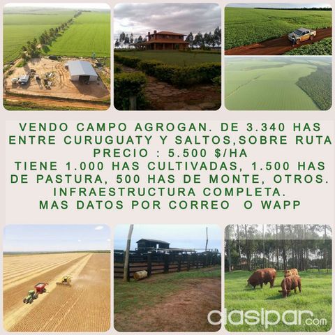 CURUGUATY - SALTO DEL GUAIRA - S/ RUTA - VENDO 3.340 HAS - CON CAMPO E INSFRAESTRUCTURA | Clasipar Propiedades rurales - CURUGUATY - SALTO DEL GUAIRA - S/ RUTA - VENDO 3.340 HAS - CON CAMPO E INSFRAESTRUCTURA