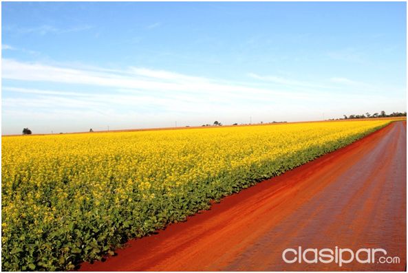 100 HECTAREAS - OLEARY - CAMPO 9 | Clasipar Propiedades rurales - 100 HECTAREAS - OLEARY - CAMPO 9