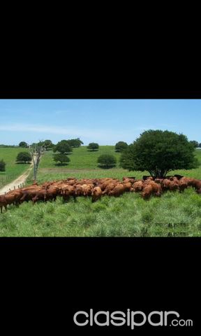 Estancia formada Dpto Canindeyu | Clasipar Propiedades rurales - Estancia formada Dpto Canindeyu