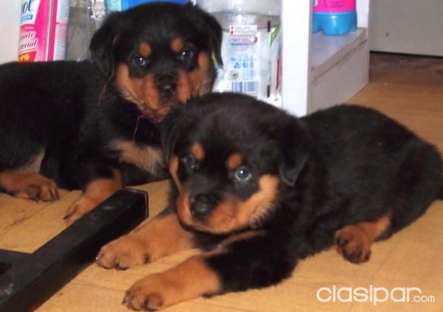 ROTTWEILER PUROS GENETICA ALEMANA BELLEZA , IMPERDIBLES!!! HAGA SUS PEDIDOS | Clasipar Perros - Gatos - ROTTWEILER PUROS GENETICA ALEMANA BELLEZA , IMPERDIBLES!!! HAGA SUS PEDIDOS