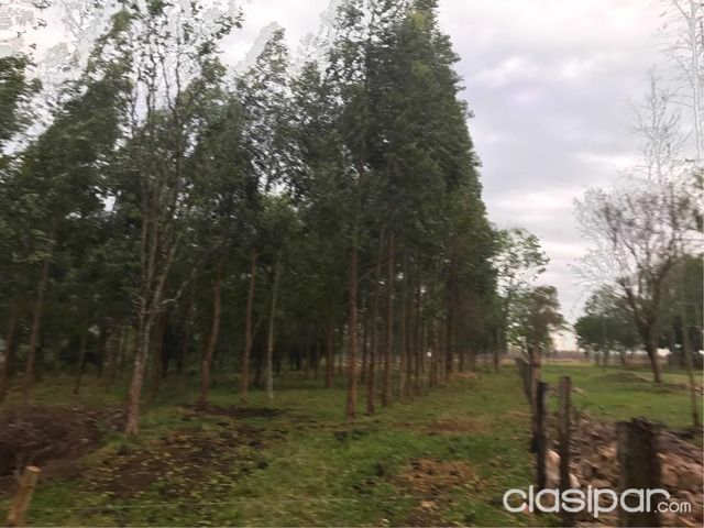 En venta propiedad en Caaguazu ! A 1 km de ruta 7 | Clasipar Propiedades rurales - En venta propiedad en Caaguazu ! A 1 km de ruta 7