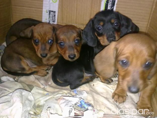 DISPONIBLES TECKEL SALCHICHA SALCHICAS NEGROS Y MARRONES | Clasipar Perros - Gatos - DISPONIBLES TECKEL SALCHICHA SALCHICAS NEGROS Y MARRONES