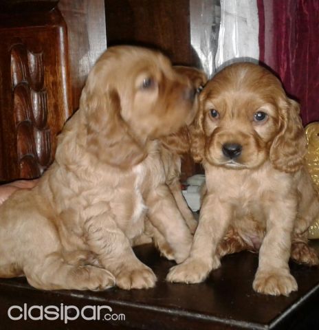 COCKER CARAMELOS DISPONIBLES | Clasipar Perros - Gatos - COCKER CARAMELOS DISPONIBLES