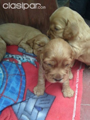 CACHORROS COCKER SUPER PUROS, LA MEJOR OPCION PARA LA FAMILIA | Clasipar Perros - Gatos - CACHORROS COCKER SUPER PUROS, LA MEJOR OPCION PARA LA FAMILIA