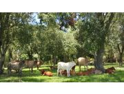 ESTANCIA (612 Has.), a 154 K de Asunción, sobre ruta asfaltada Ybycui – Mbuyapey ESTANCIA (612 Has.), a 154 K de Asunción, sobre ruta asfaltada Ybycui – Mbuyapey