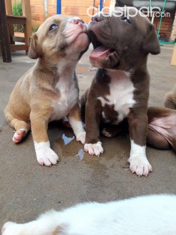 CACHORROS PITBULL EN VENTA , VARIOS COLORES HAGA SUS PEDIDOS | Clasipar Perros - Gatos - CACHORROS PITBULL EN VENTA , VARIOS COLORES HAGA SUS PEDIDOS