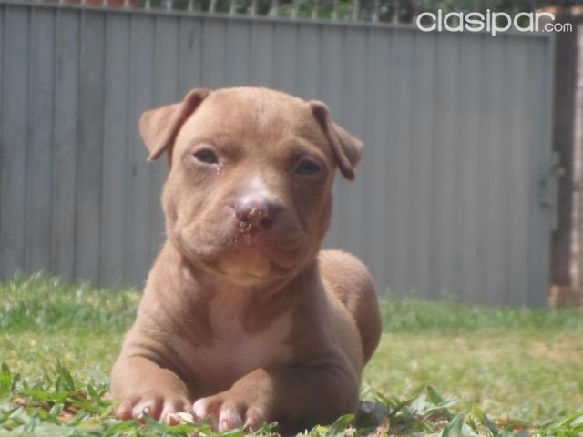 HERMOSOS CACHORROS PITBULL MARRONES OJOS CLAROS DISPONIBLES | Clasipar Perros - Gatos - HERMOSOS CACHORROS PITBULL MARRONES OJOS CLAROS DISPONIBLES
