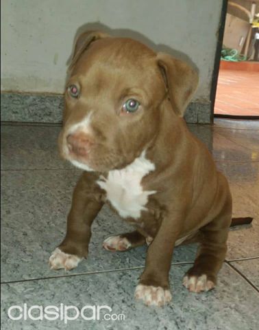 PITBULL CACHORROS DE 45 DIAS CHOCOLATES RED NOSE DISPONIBLES , HAGA SUS PEDIDOS | Clasipar Perros - Gatos - PITBULL CACHORROS DE 45 DIAS CHOCOLATES RED NOSE DISPONIBLES , HAGA SUS PEDIDOS