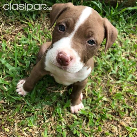CACHORROS PITBULL DE LA MEJOR GENETICA, ADQUIERALOS YA | Clasipar Perros - Gatos - CACHORROS PITBULL DE LA MEJOR GENETICA, ADQUIERALOS YA