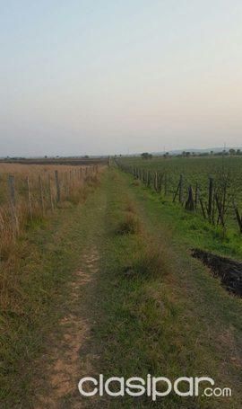 ACCESO SUR - ARRUA Í: 54 HAS EN VENTA - PROX A ITÁ - 1.500.000.000 GS | Clasipar Terrenos - ACCESO SUR - ARRUA Í: 54 HAS EN VENTA - PROX A ITÁ - 1.500.000.000 GS