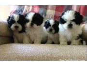 CACHORROS. LHASA SPSO MASCORAS PRECIOSAS!!! CACHORROS. LHASA SPSO MASCORAS PRECIOSAS!!!