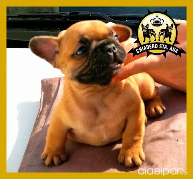 CACHORROS BULLDOG FRANCES DISPONIBLES y BUSCAN FAMILIA | Clasipar Perros - Gatos - CACHORROS BULLDOG FRANCES DISPONIBLES y BUSCAN FAMILIA