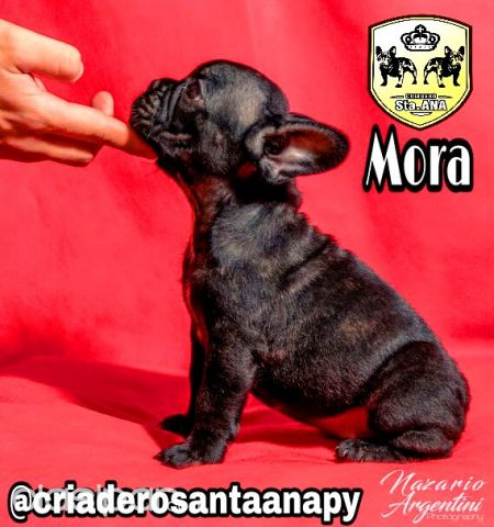 EL CRIADERO SANTA ANA ANUNCIA SU NUEVA LECHIGADA DE CACHORROS BULLDOG FRANCES | Clasipar Perros - Gatos - EL CRIADERO SANTA ANA ANUNCIA SU NUEVA LECHIGADA DE CACHORROS BULLDOG FRANCES