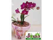 MINI ORQUIDEA MARIPOSA BABY MINI ORQUIDEA MARIPOSA BABY