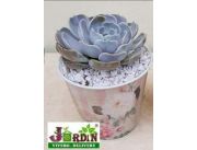 PLANTINES DE SUCULENTAS ECHEVERIA PLANTINES DE SUCULENTAS ECHEVERIA